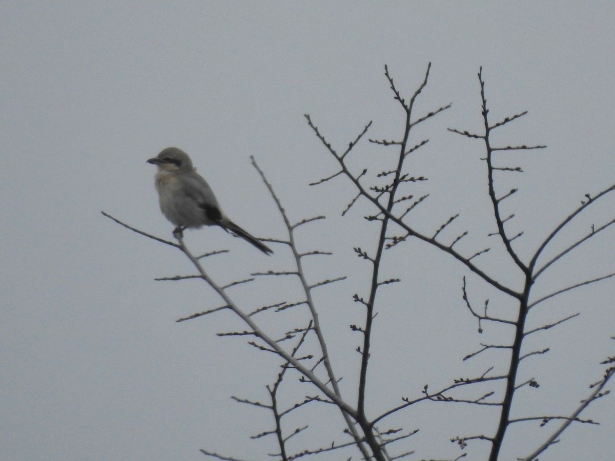 Northern Shrike - ML612933566