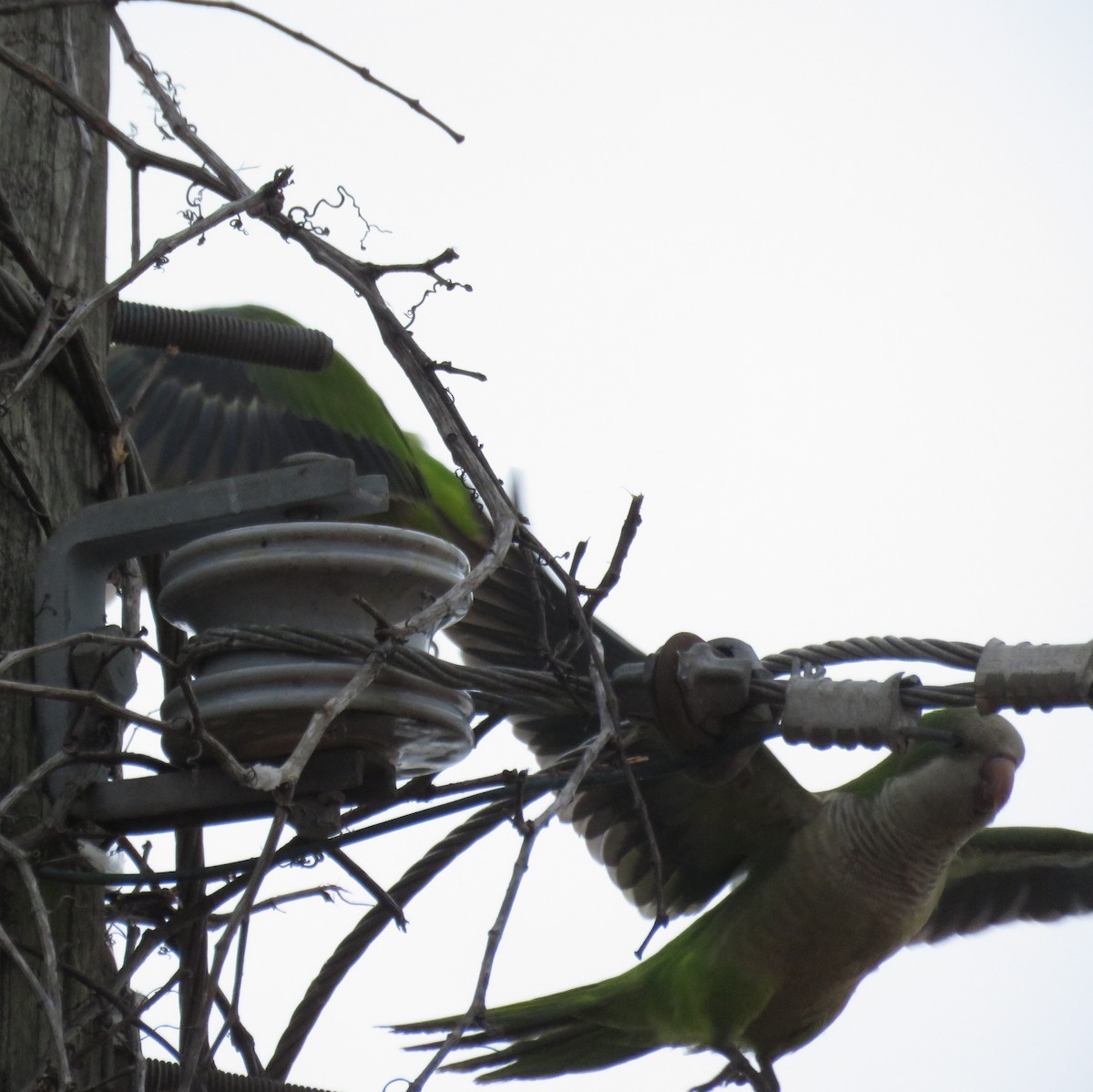 Monk Parakeet - ML612933570