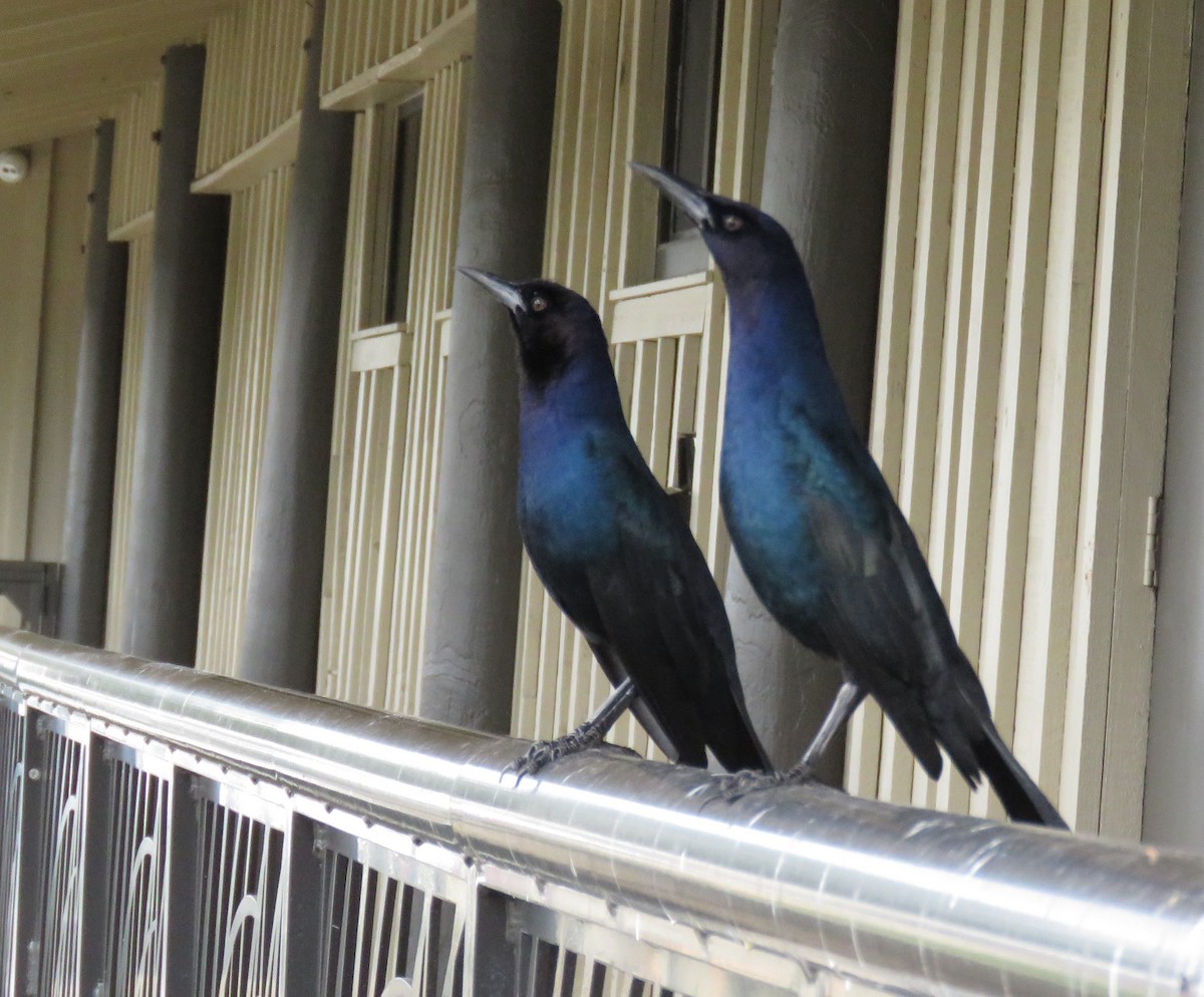 Boat-tailed Grackle - ML612933574