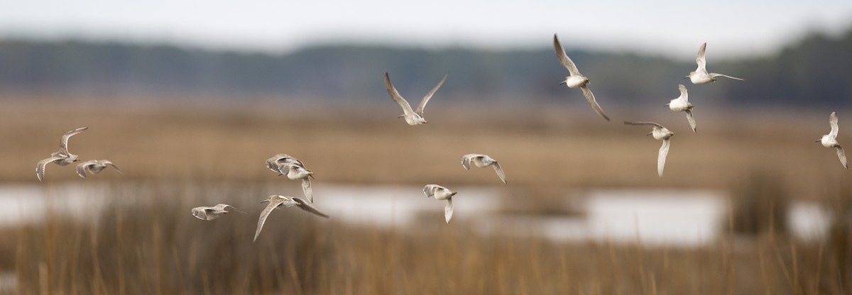 Long-billed Dowitcher - ML612933582