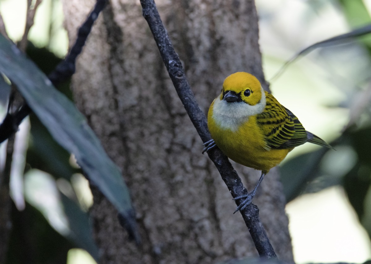 Silver-throated Tanager - ML612933704