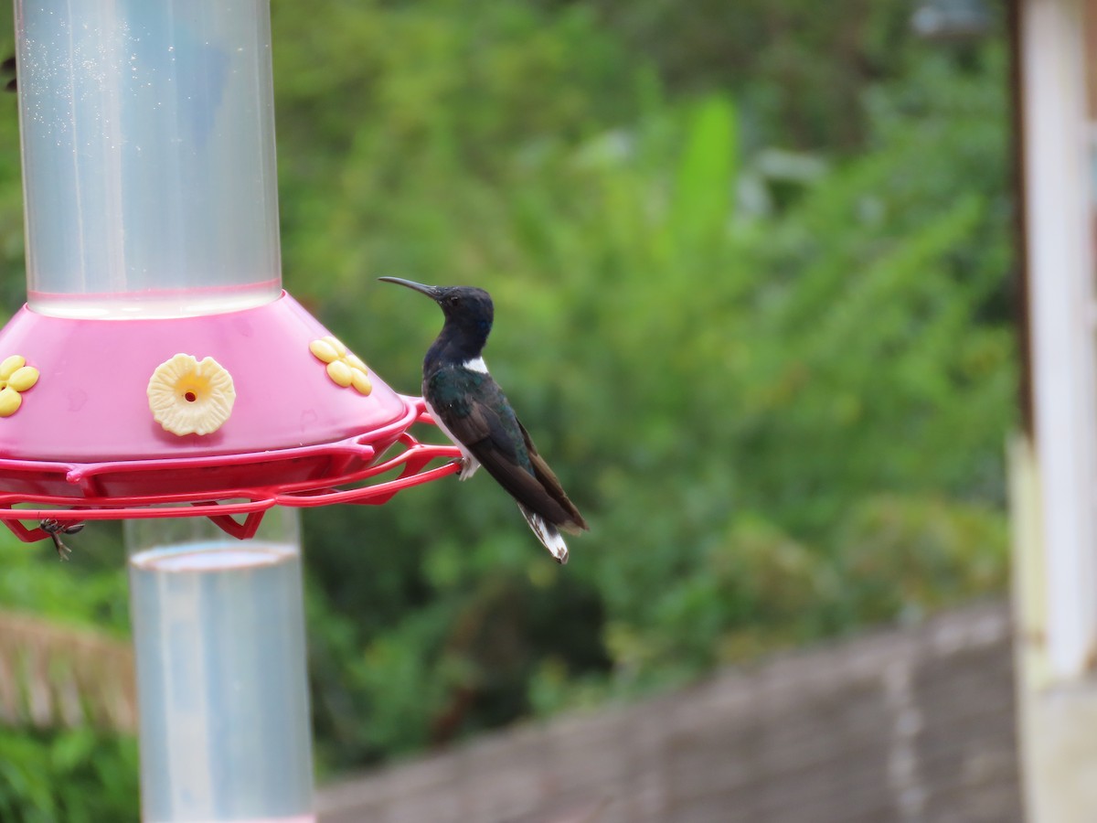 White-necked Jacobin - ML612933742