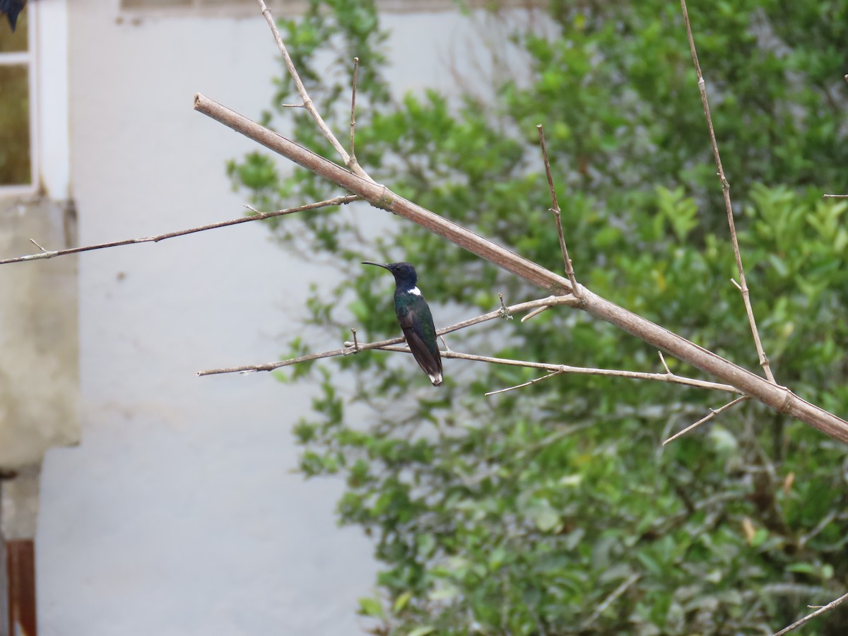 Colibrí Nuquiblanco - ML612933745