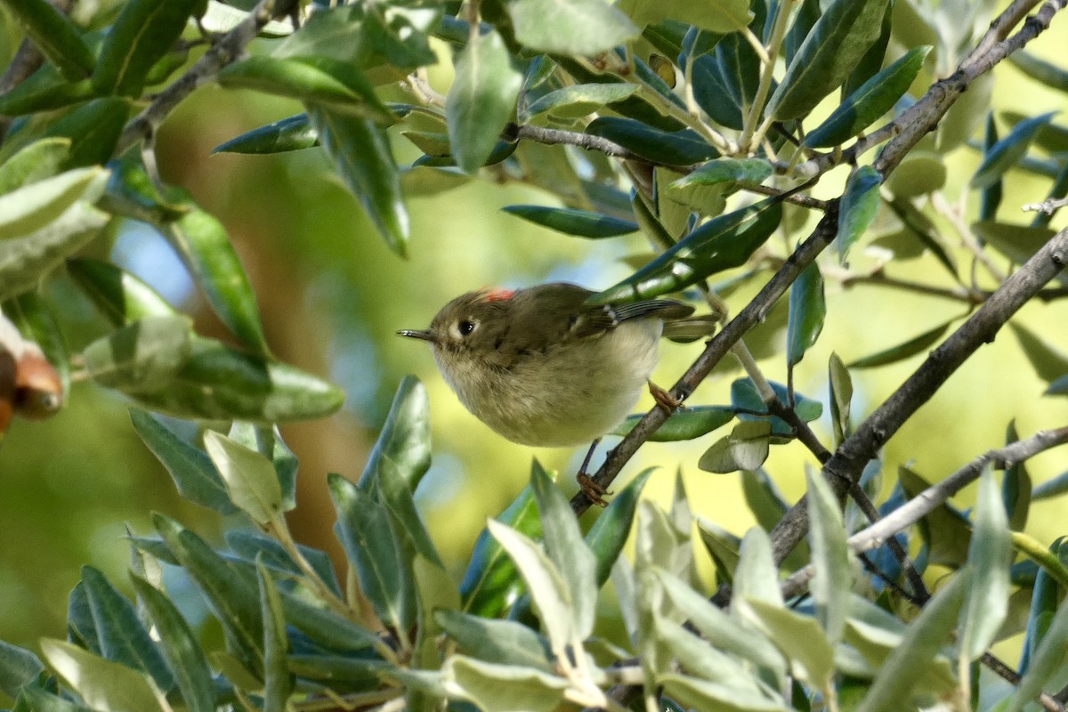 Ruby-crowned Kinglet - ML612933752