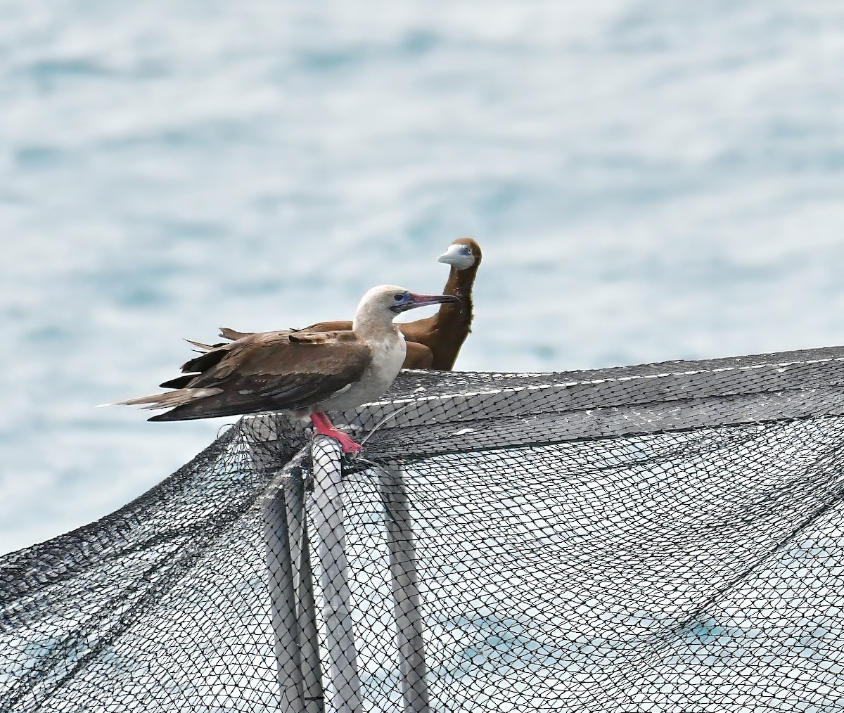 Red-footed Booby - ML612933778