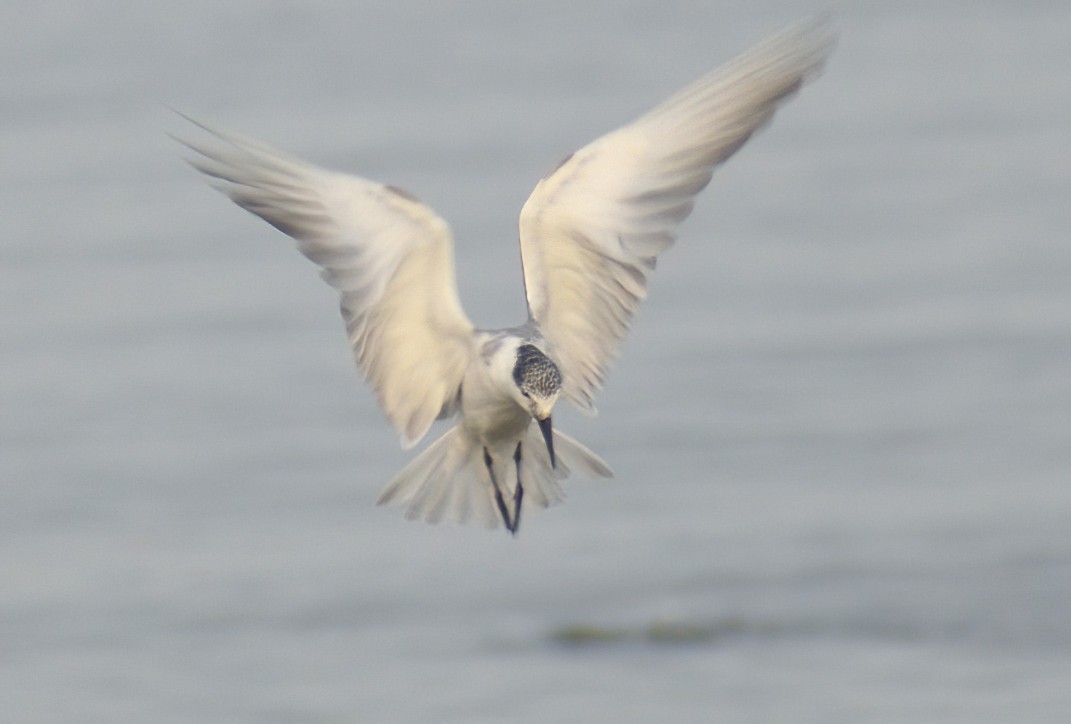 Whiskered Tern - ML612933801