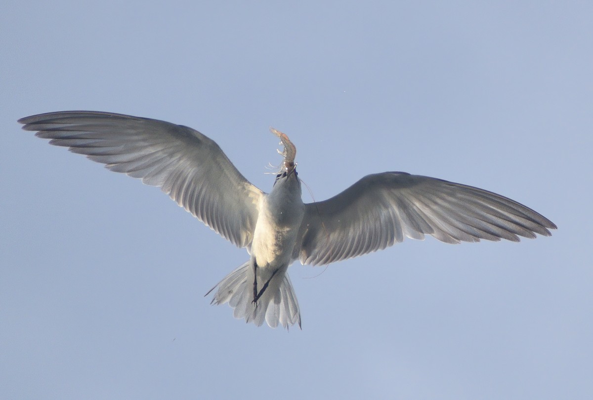 Whiskered Tern - ML612933802