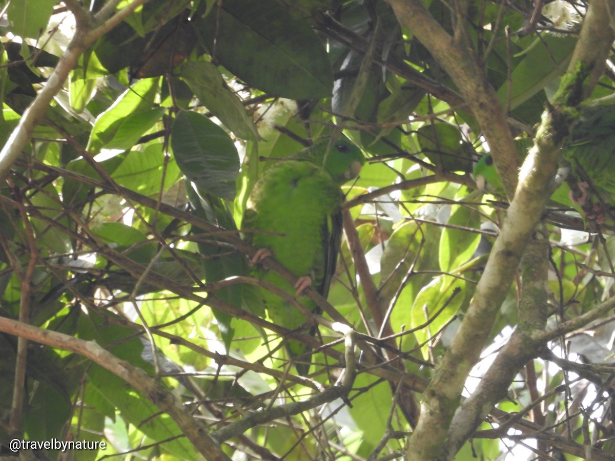 Barred Parakeet - ML612933812