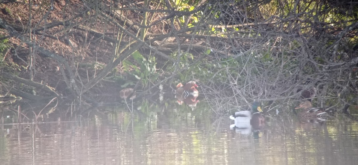 Mandarin Duck - ML612933991