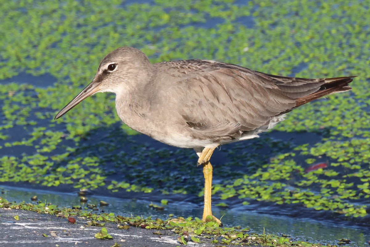 Wandering Tattler - ML612934000