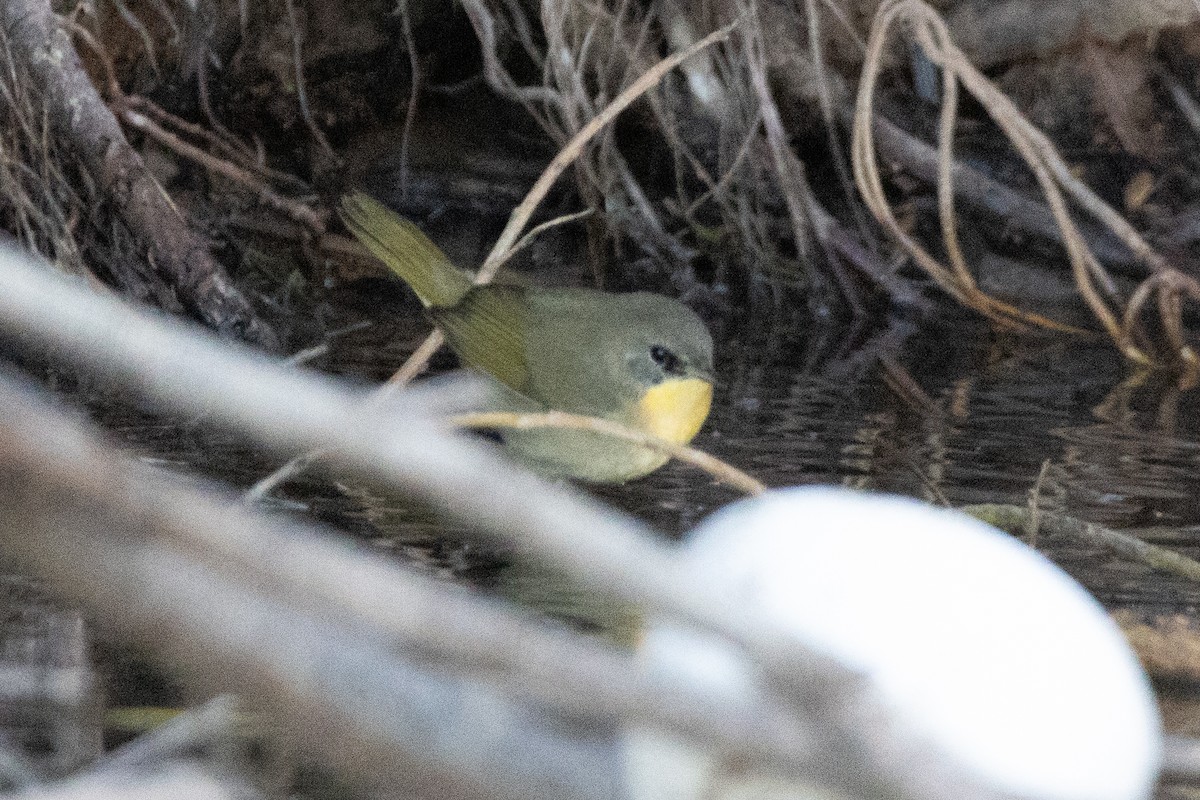 Common Yellowthroat - Dylan Osterhaus