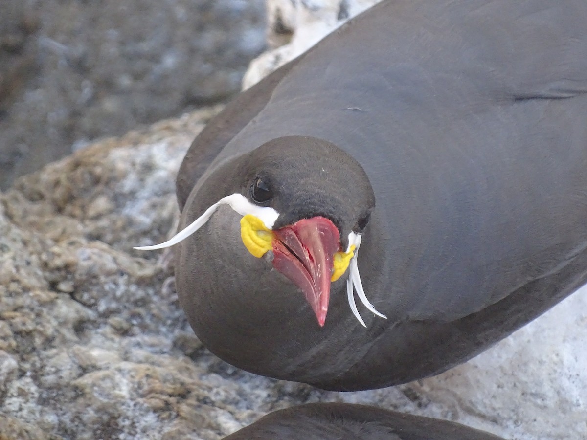 Inca Tern - José Ignacio Catalán Ruiz