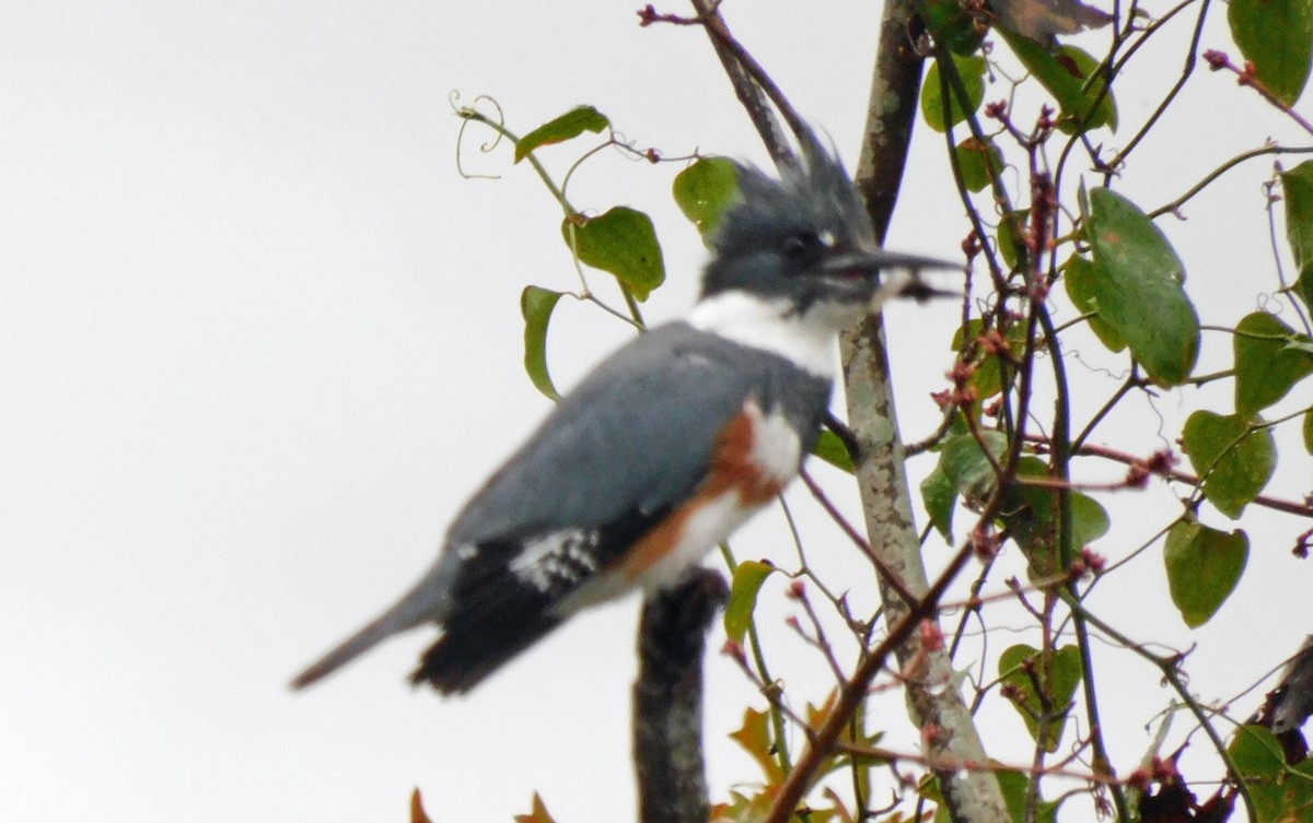 Belted Kingfisher - ML612934246