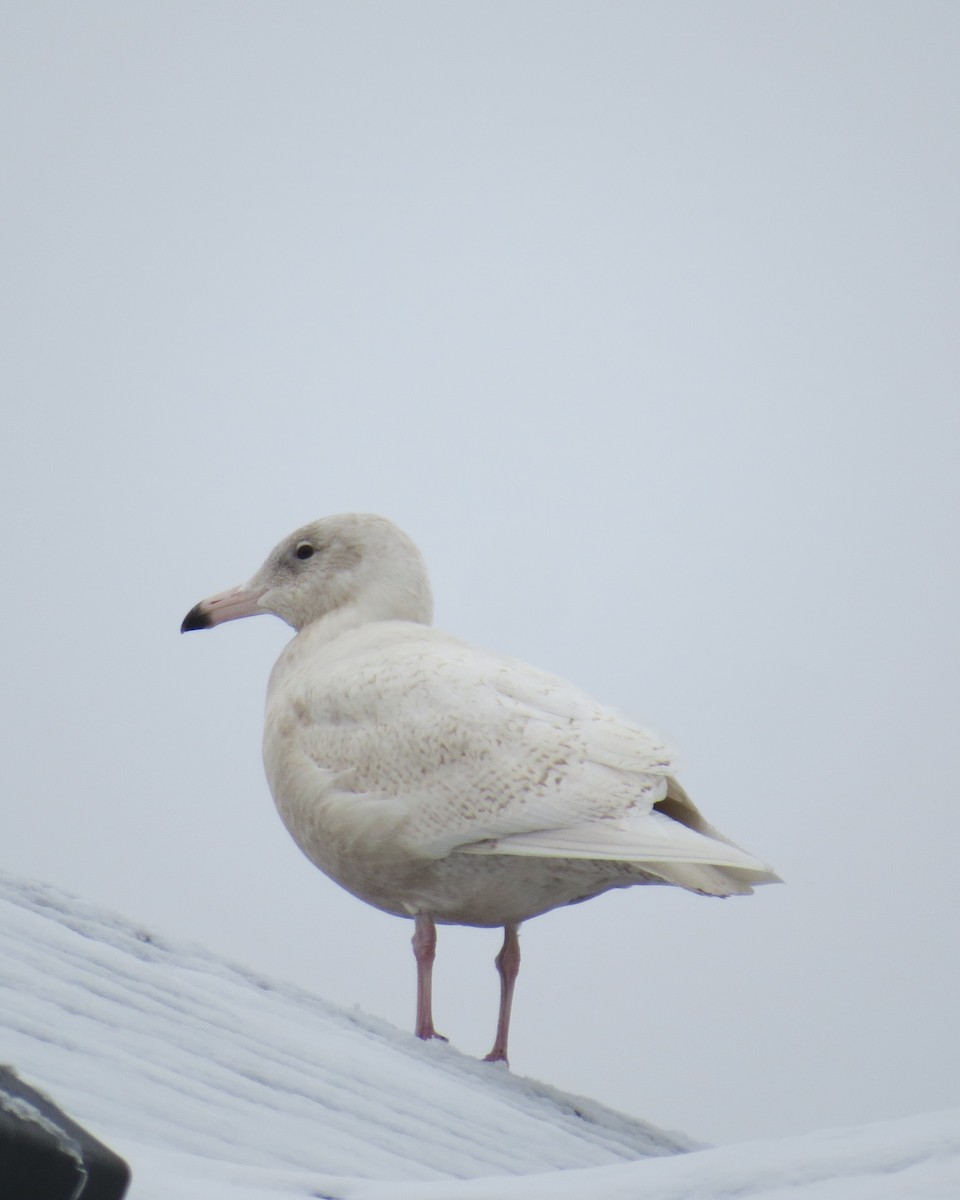 Glaucous Gull - ML612934369