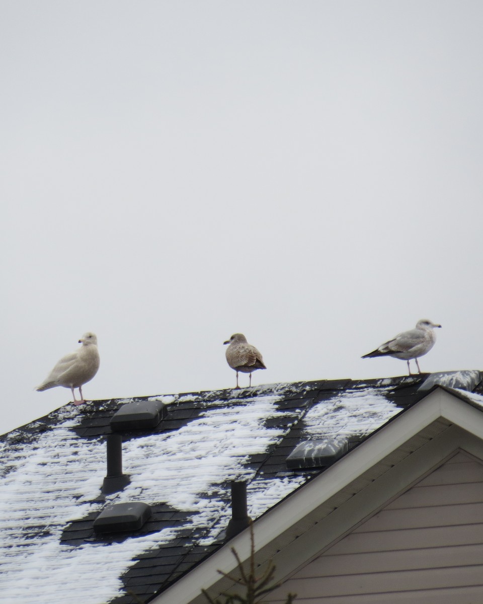 Glaucous Gull - ML612934370