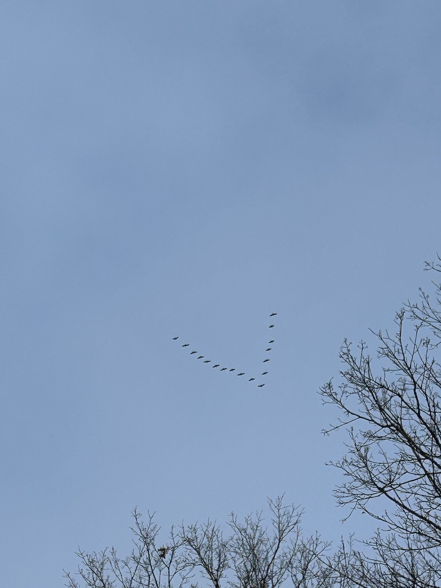 Snow Goose - ML612934380
