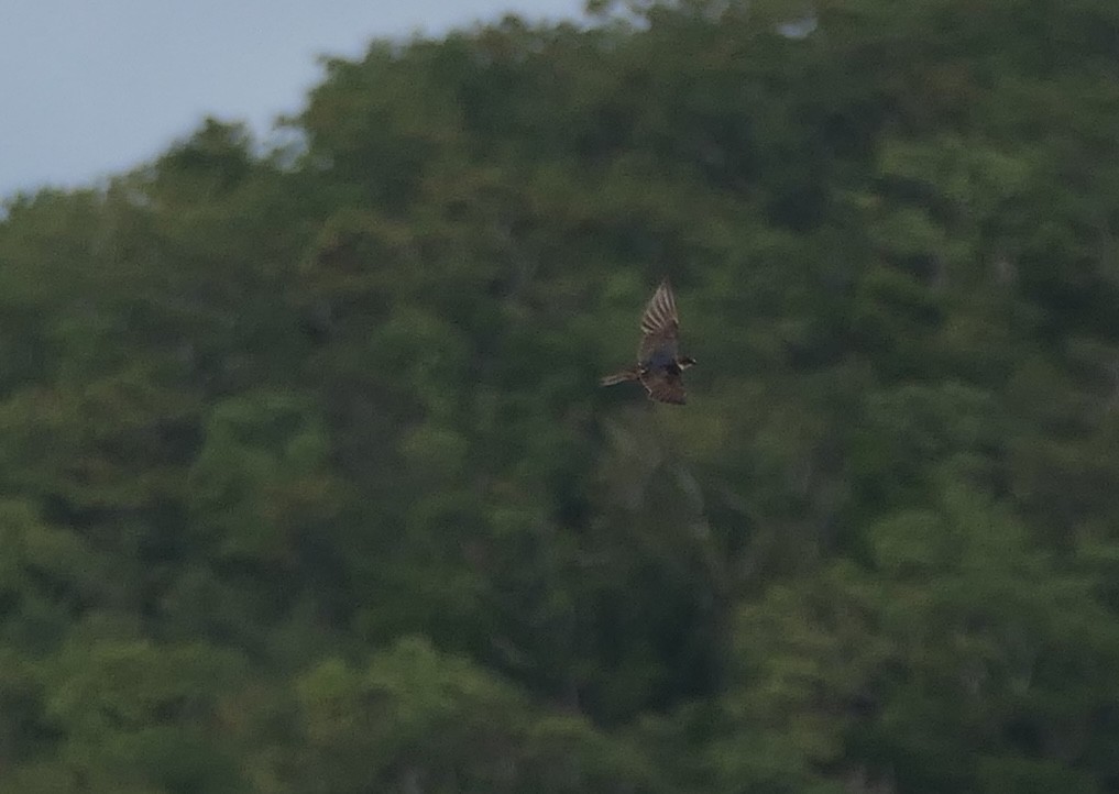 Barn Swallow - ML612934407