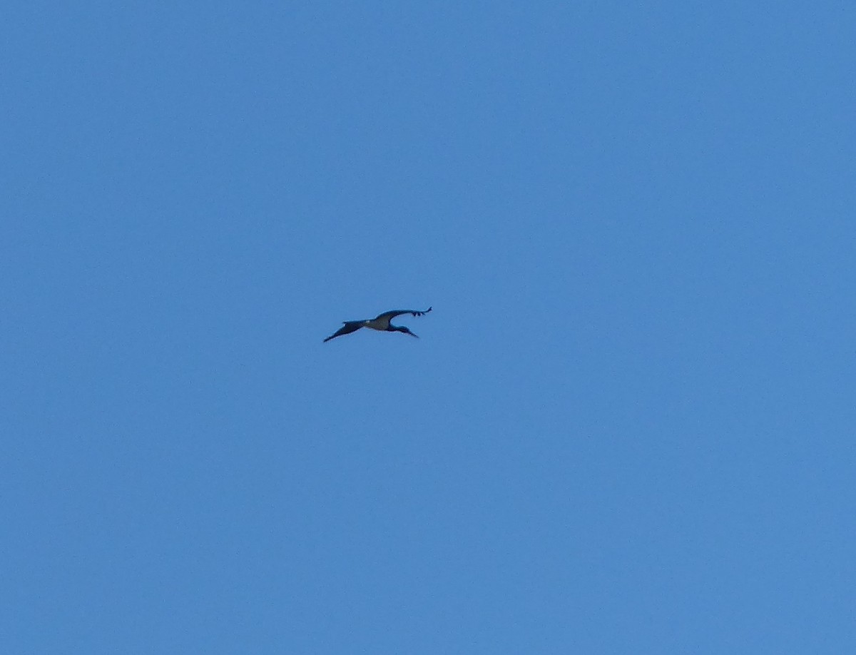 Black Stork - Carmen PA