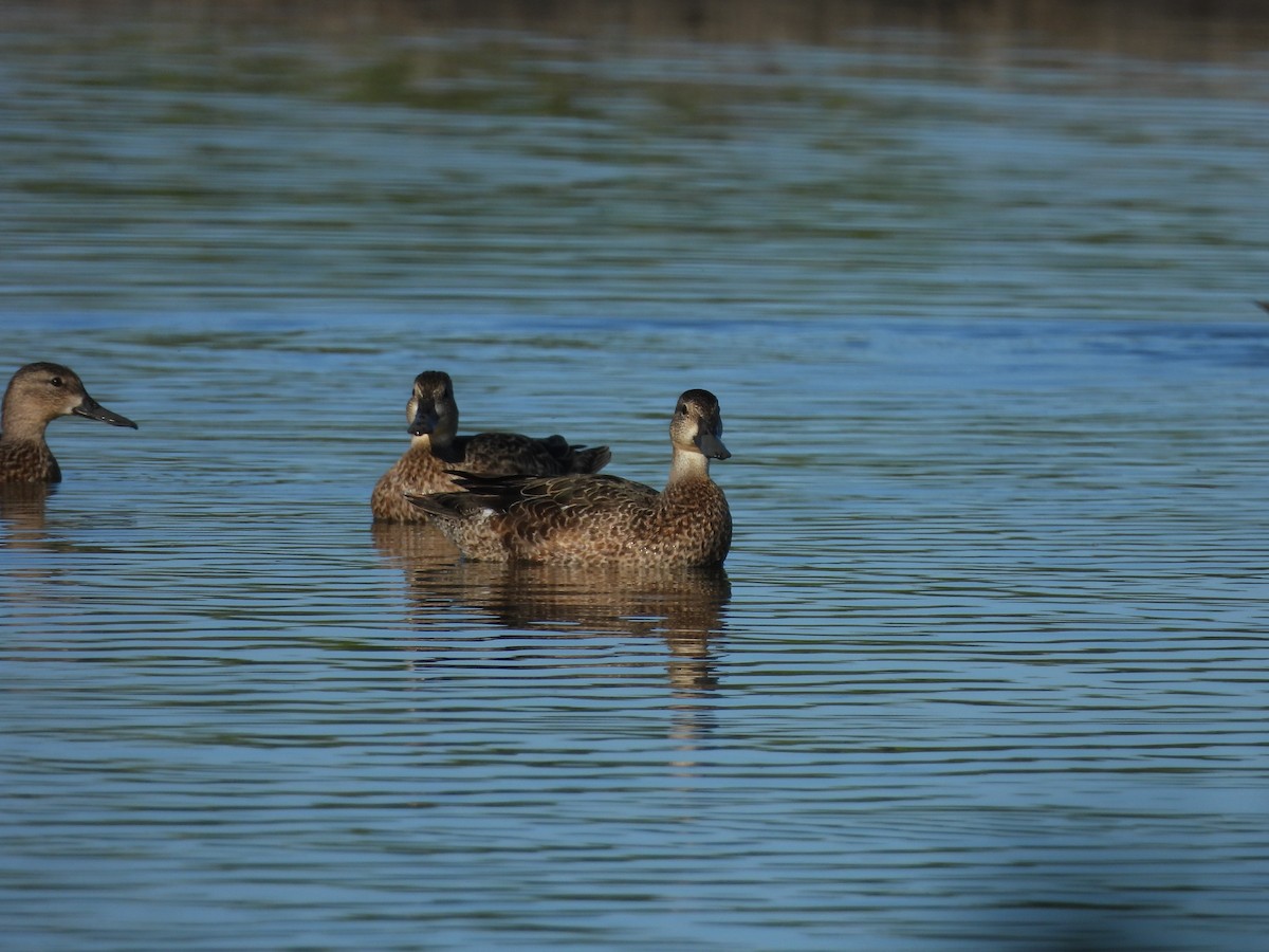 Blue-winged Teal - ML612934472