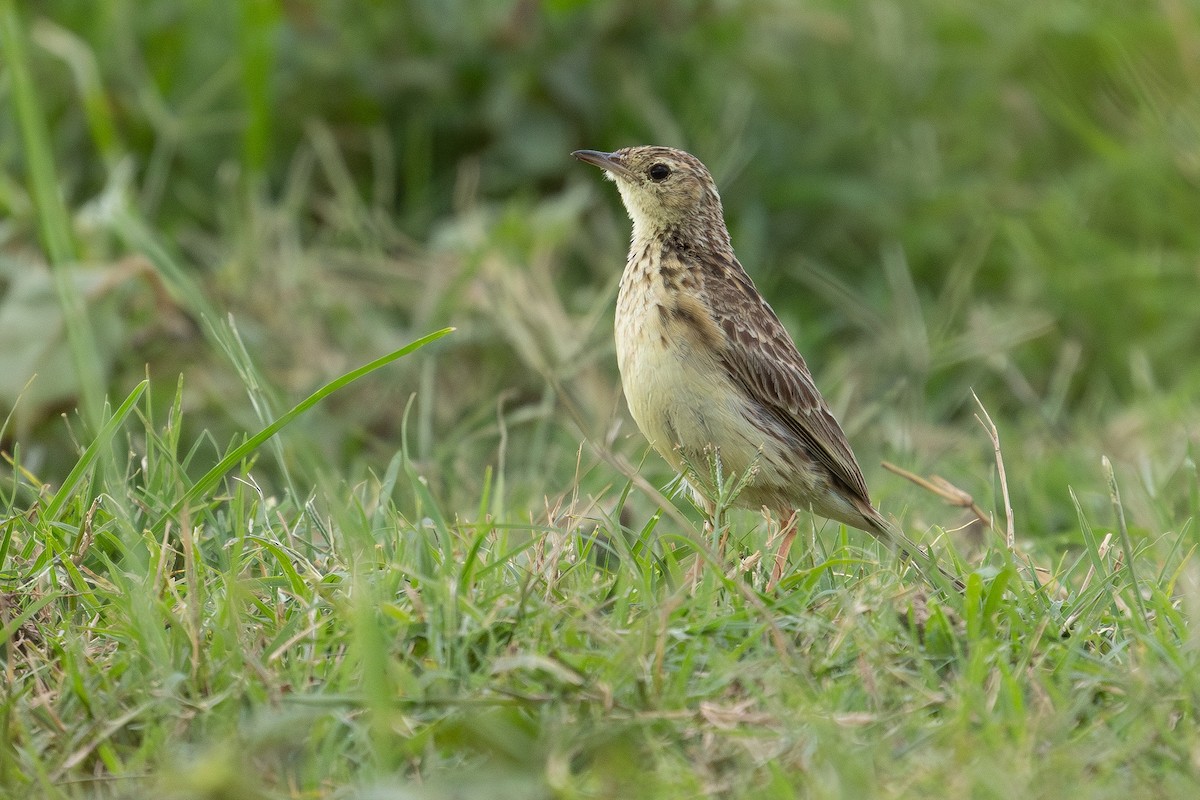 Yellowish Pipit - Daniel Engelbrecht - Birding Ecotours