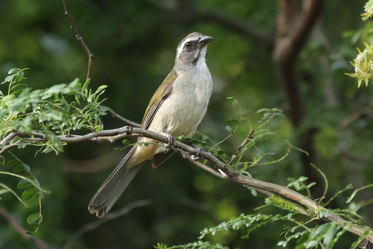 Green-winged Saltator - Daniel Engelbrecht - Birding Ecotours