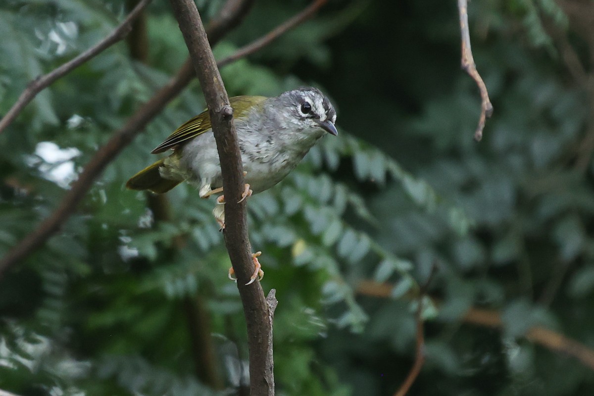 White-browed Warbler - Daniel Engelbrecht - Birding Ecotours
