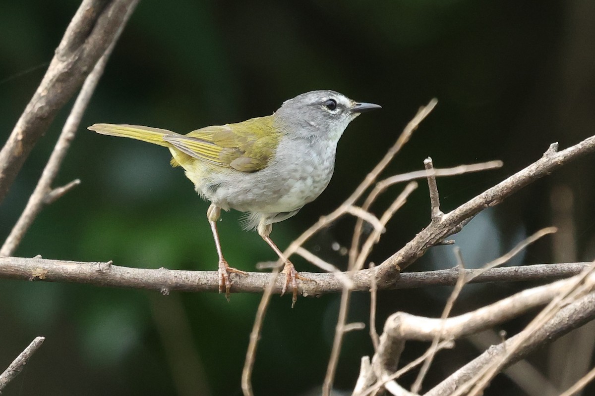 White-browed Warbler - Daniel Engelbrecht - Birding Ecotours
