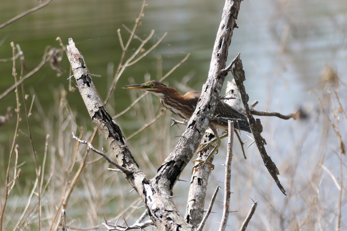 Green Heron - ML612934532