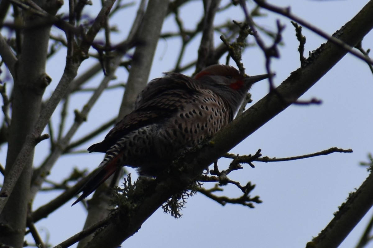 Northern Flicker (Yellow-shafted x Red-shafted) - ML612934576