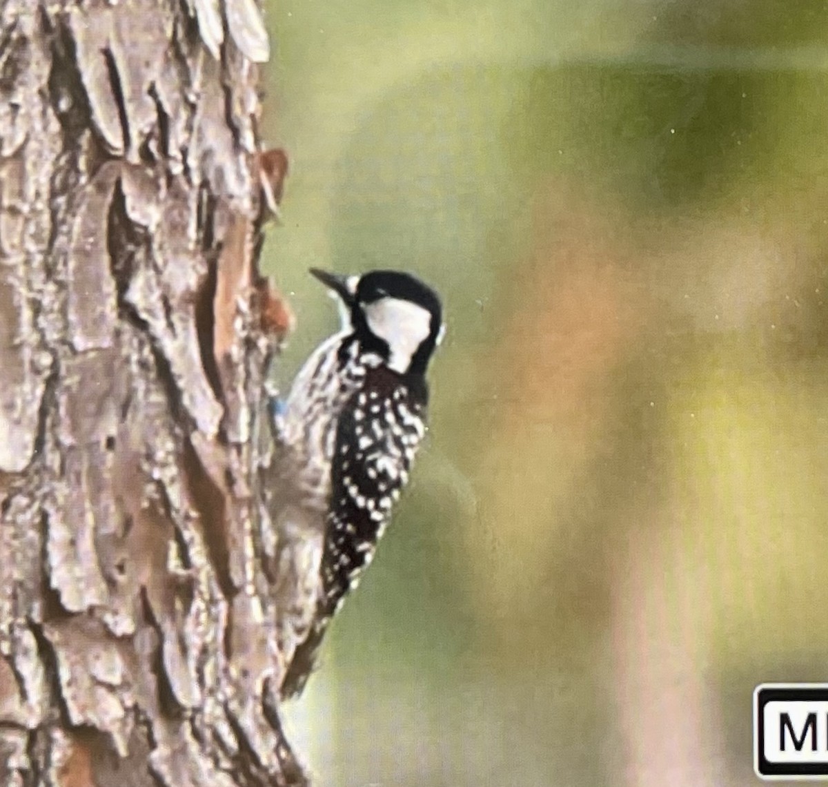 Red-cockaded Woodpecker - ML612934584