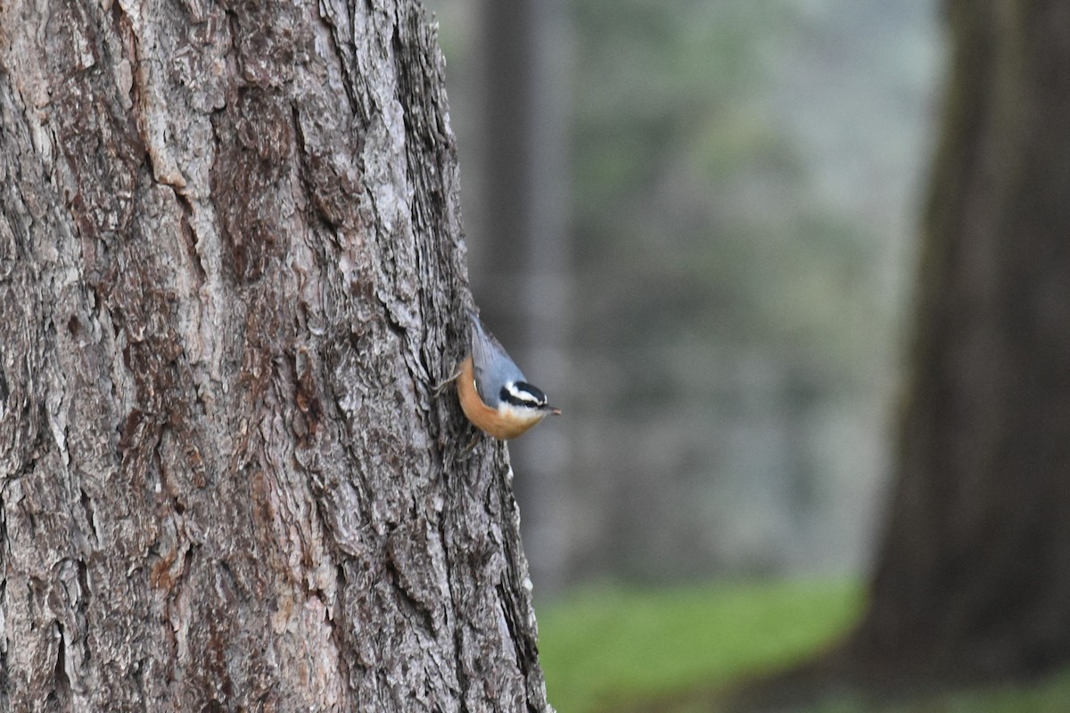 Red-breasted Nuthatch - ML612934631
