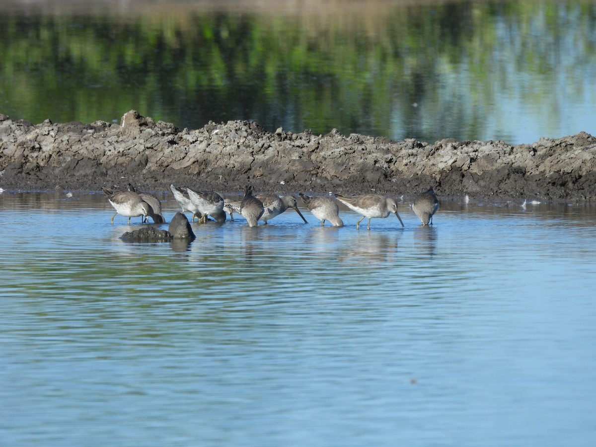 Stilt Sandpiper - ML612934646