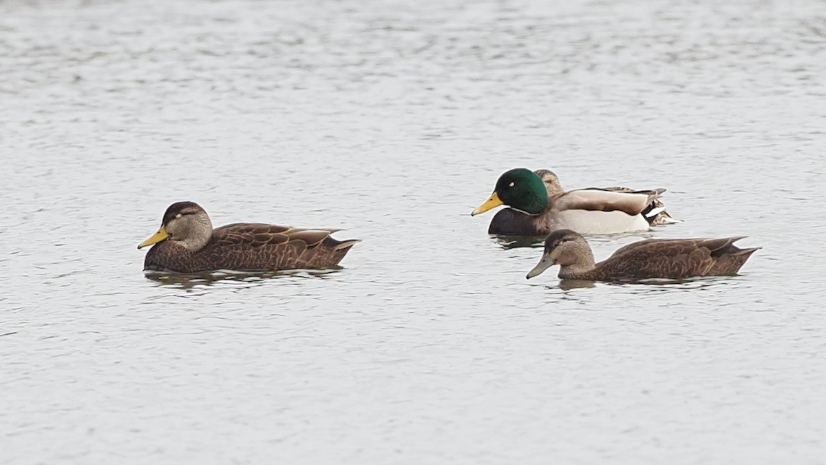 American Black Duck - ML612934697