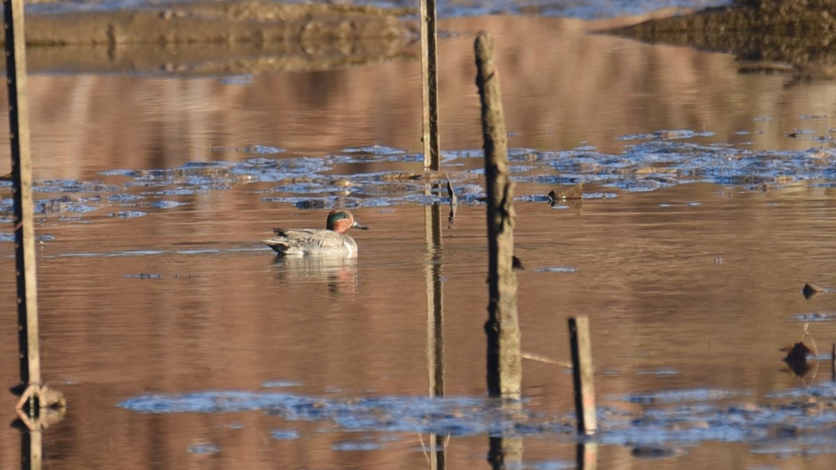 Green-winged Teal - Dan Rauch