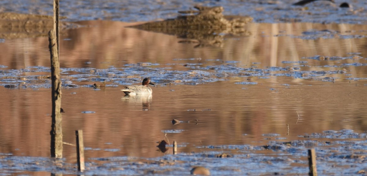 Green-winged Teal - Dan Rauch