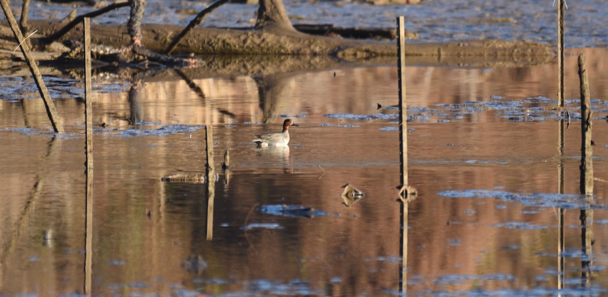 Green-winged Teal - Dan Rauch