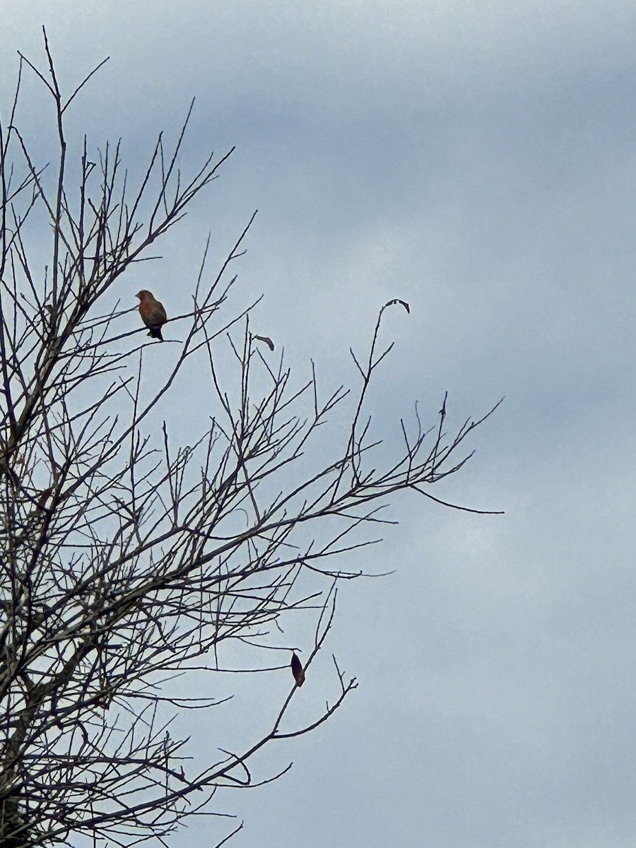 House Finch - Linda Signal