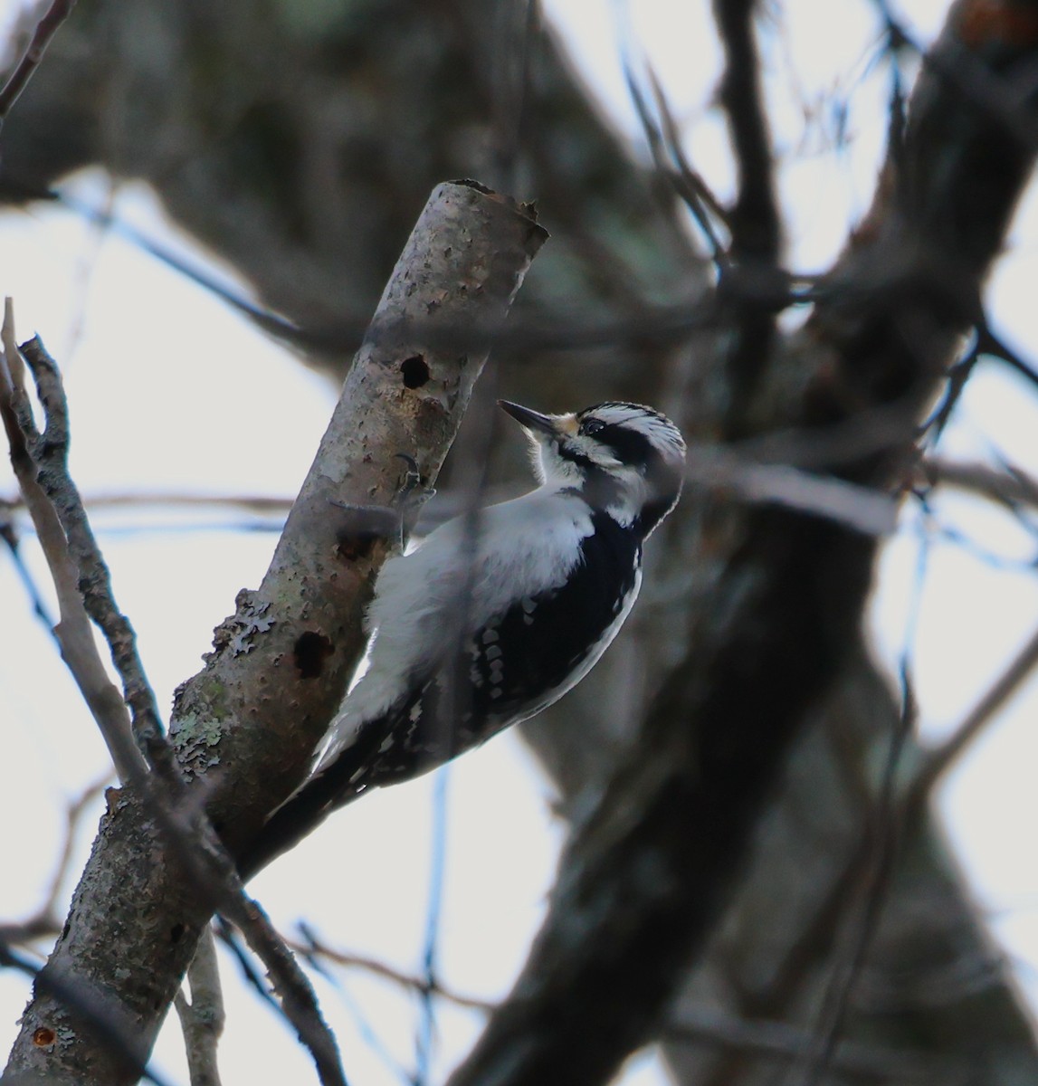 Hairy Woodpecker - ML612934797