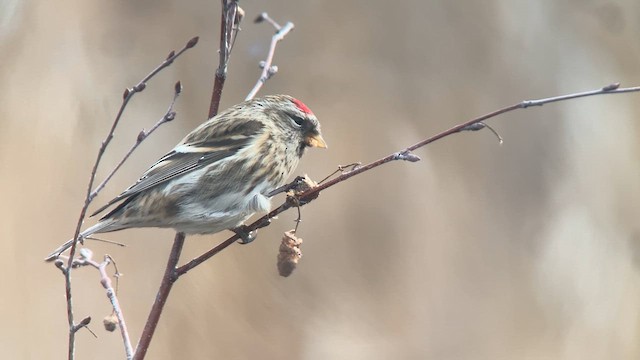 Redpoll (Common) - ML612934833
