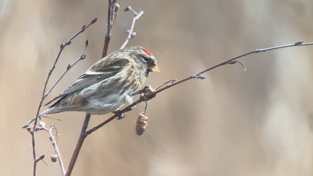 Common Redpoll - ML612934833