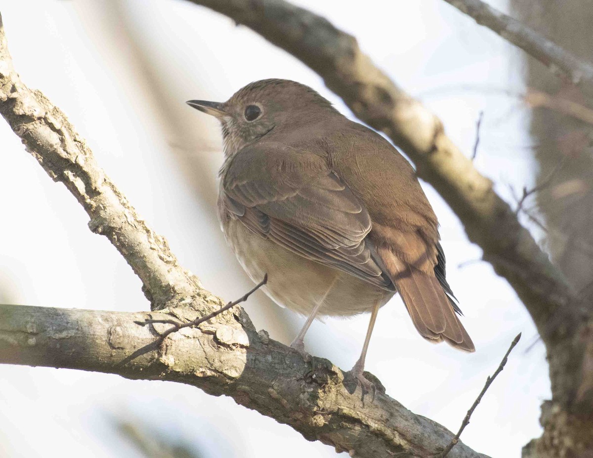 Hermit Thrush - ML612934869