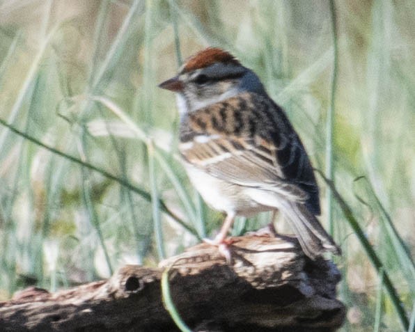 Chipping Sparrow - ML612934927