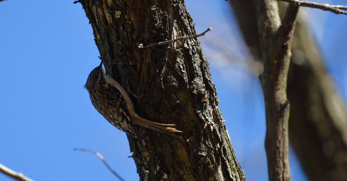 Brown Creeper - Dan Rauch