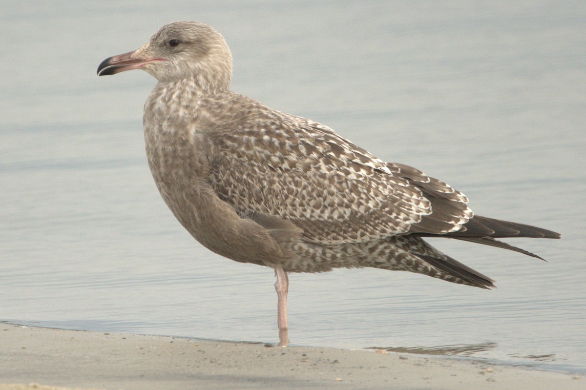 Herring Gull - ML612934968