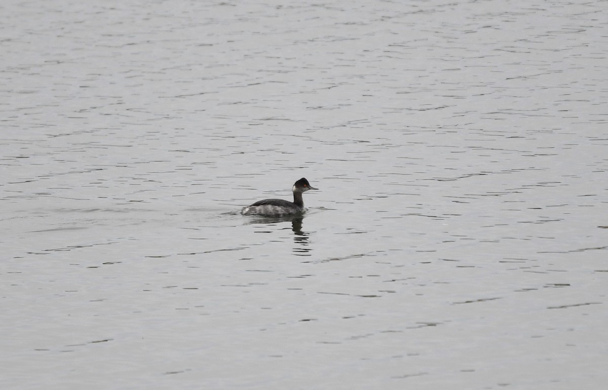 Eared Grebe - Tim Swain