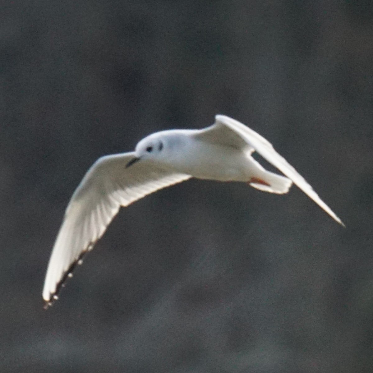 Bonaparte's Gull - ML612935115