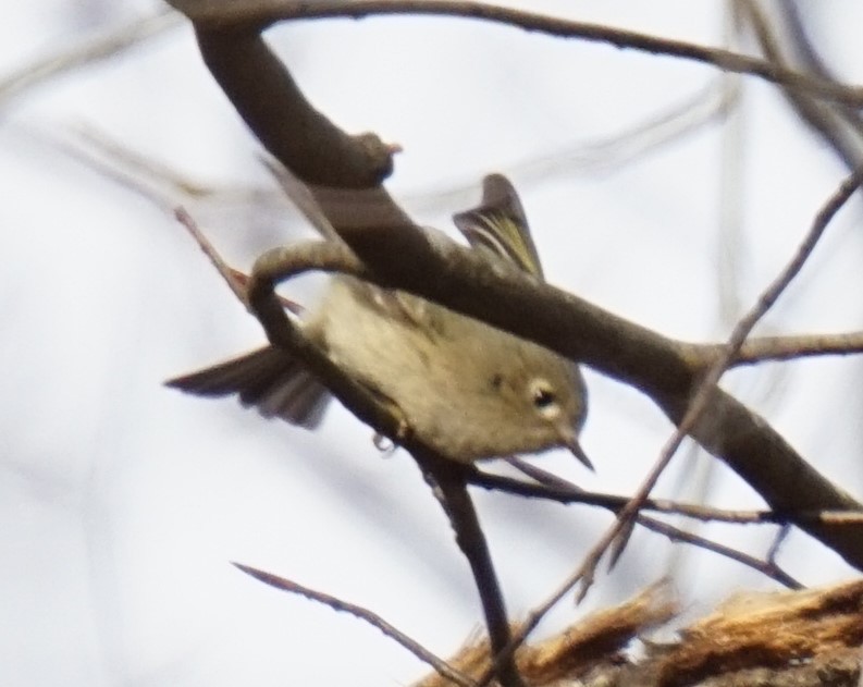 Ruby-crowned Kinglet - Austin Jones