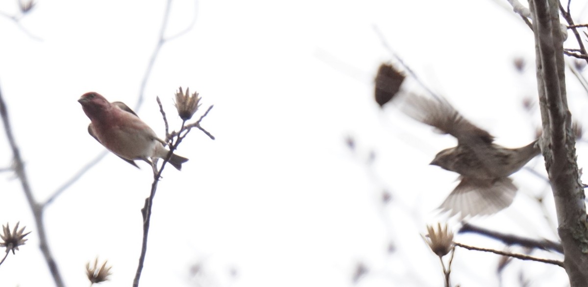 Purple Finch - ML612935150