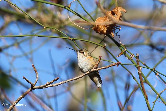 Rufous Hummingbird - Mark Faherty