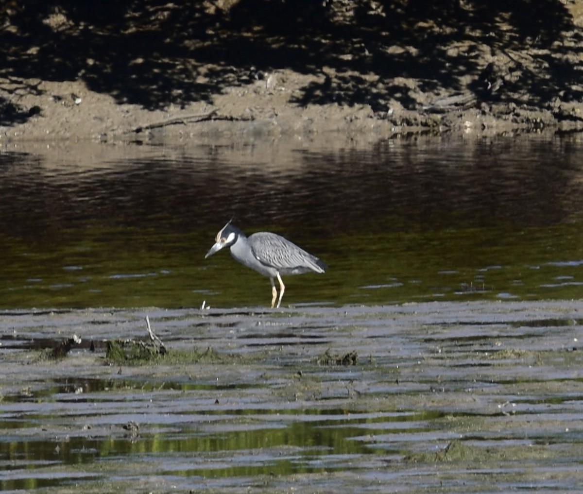 Yellow-crowned Night Heron - ML612935230